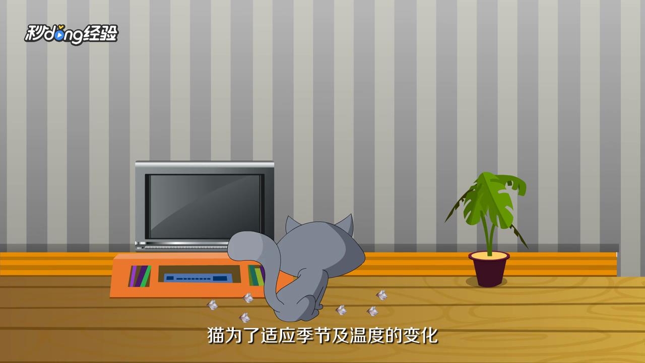 猫掉毛怎么办