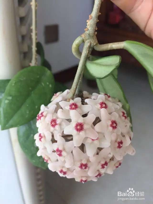 球兰不能乱剪,一刀下去,再也别想它开花