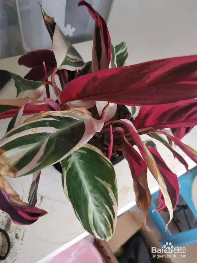 竹芋叶子总是发黄,饿两顿,叶子舒展又油亮