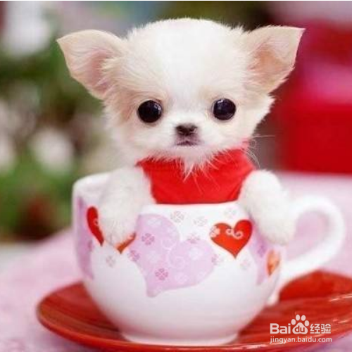 茶杯犬怎么养