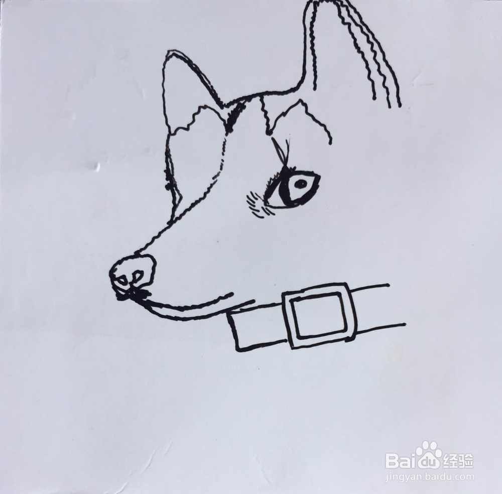 茉莉蜡笔手绘之萌宠哈士奇