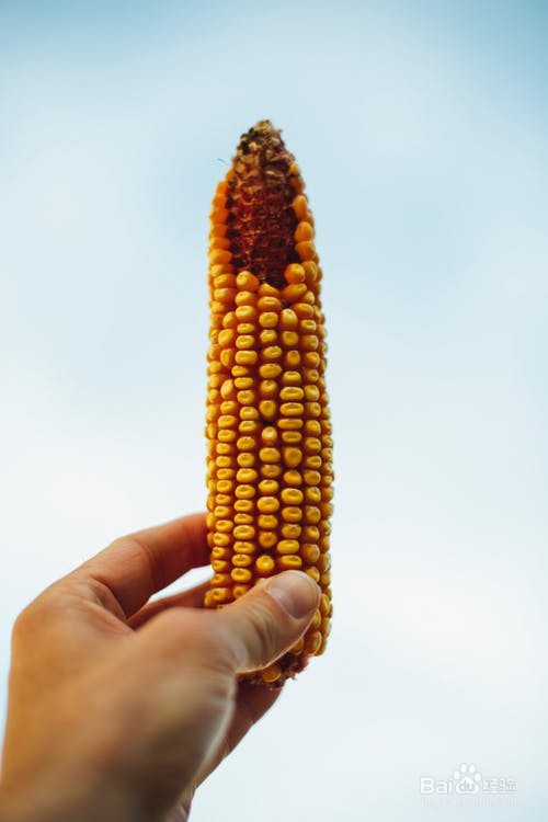 玉米有什么食疗价值