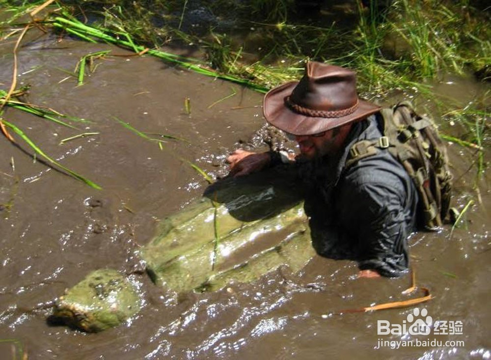 体型最大的乌龟是什么