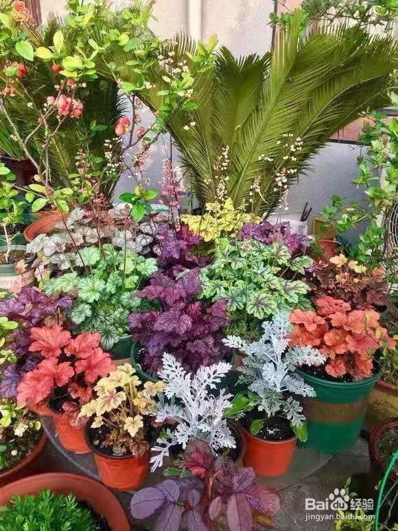 1种叶子五颜六色，耐阴耐冻，养一盆太美了 ￼