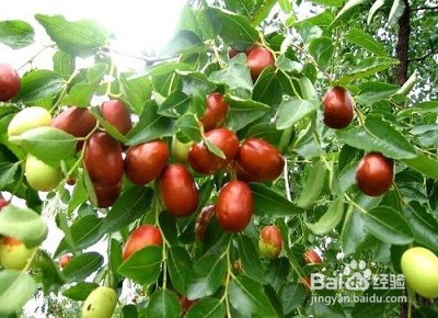 女性补血吃什么好？