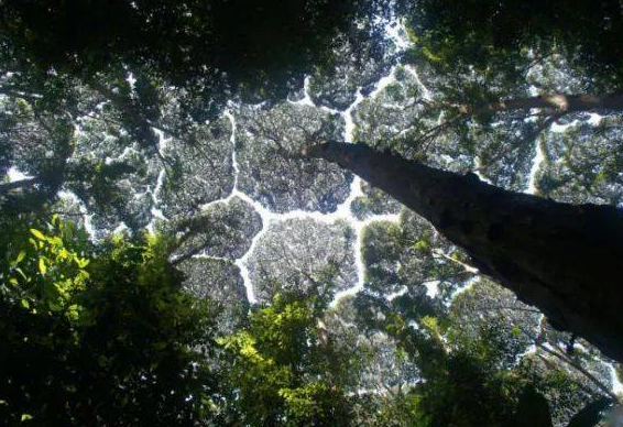 “树冠羞避”效应是什么