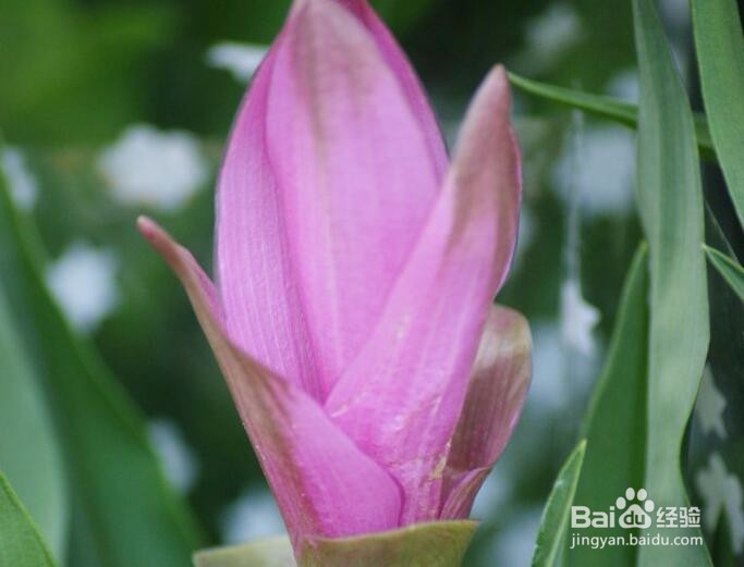 怎样来养护姜荷花