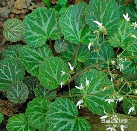 盆栽虎耳草的 诀窍