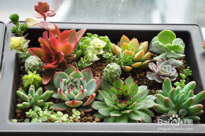 冬天多肉叶片扦插方法