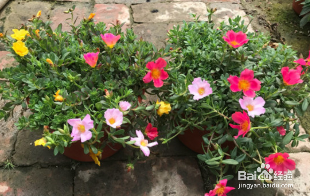 太阳花怎么养才会爆盆