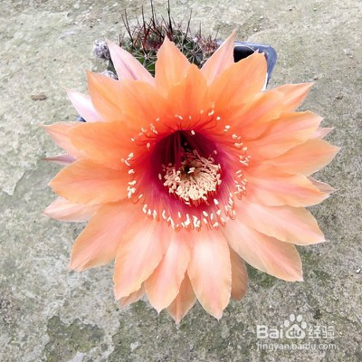 席克氏仙人球怎么养