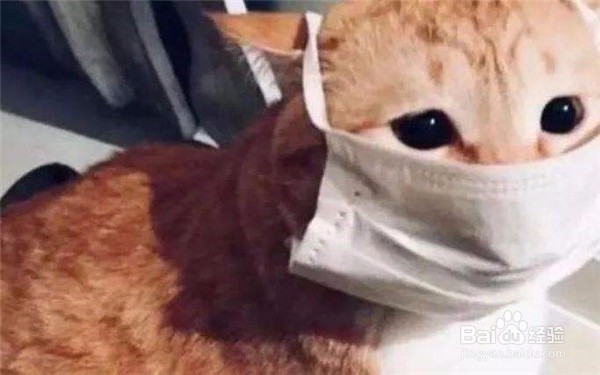 什么原因会导致猫咪呕吐