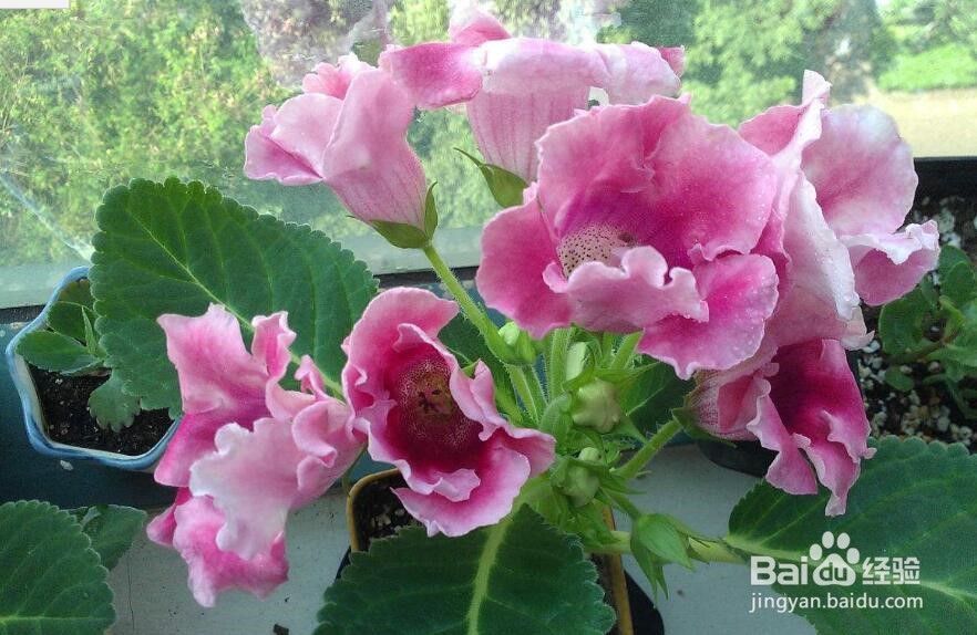 大岩桐怎么养 大岩桐养殖方法