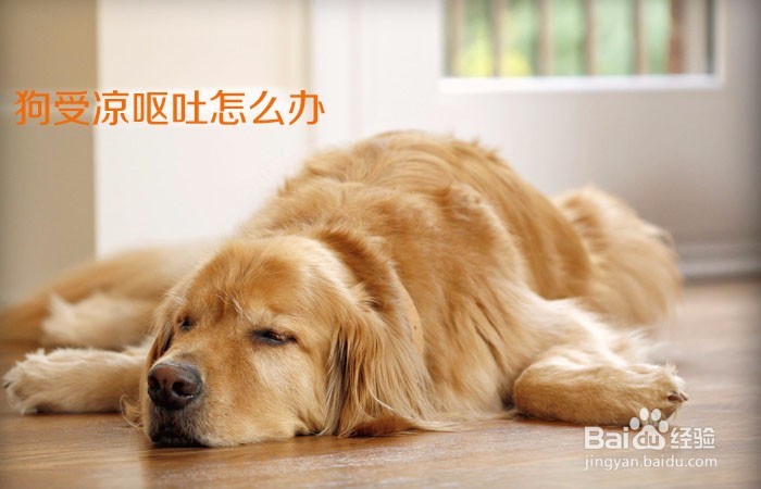 <b>狗受凉呕吐怎么办</b>