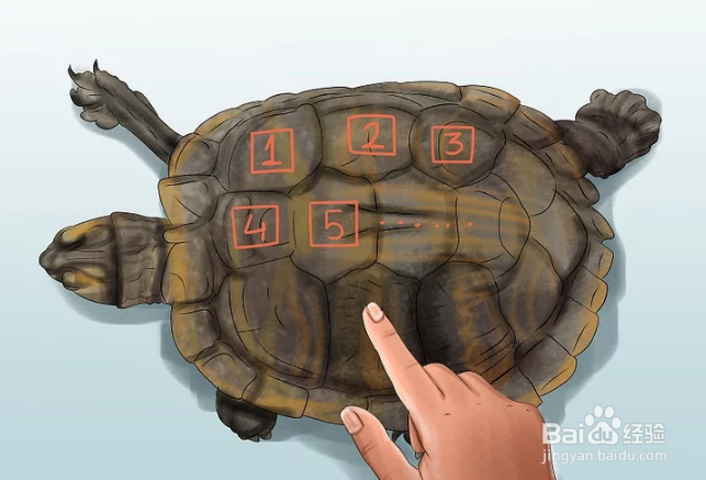 巴西龟怎么看年龄图片