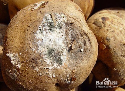 土豆抗重茬的方法都有哪些