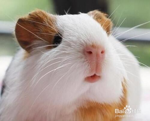 如何清洁荷兰猪