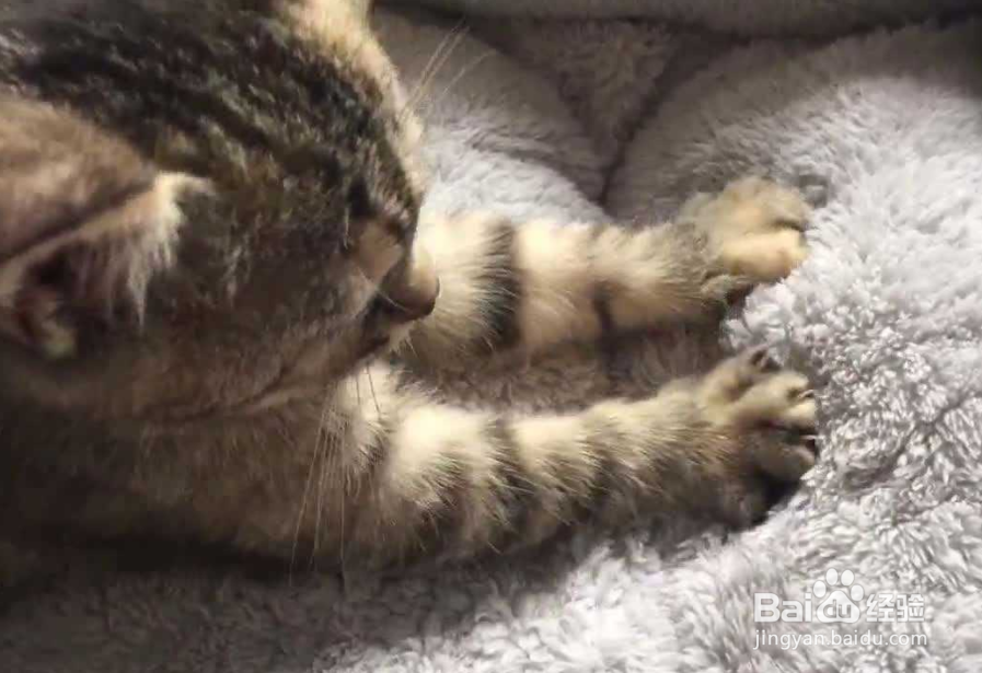 猫咪喜欢你的几种表现