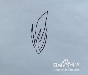 菠菜怎么画？