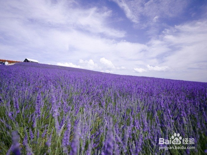 薰衣草精油各种妙用