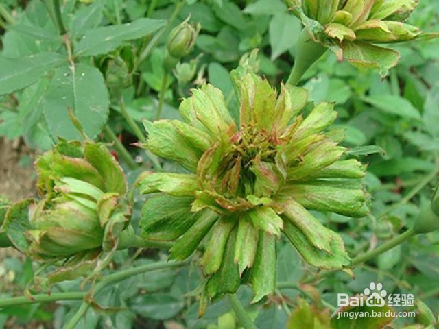 绿萼怎么养长的好