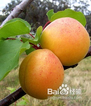 DIY5种不同功效的莱姆面膜