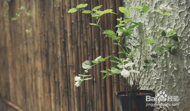 如何让茉莉花开不断