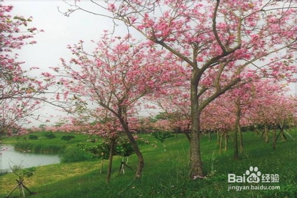 羊蹄甲的养殖小贴士