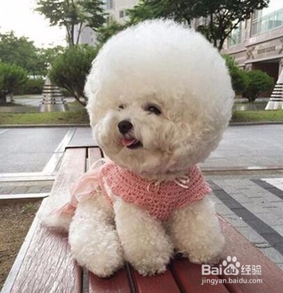 听说汪星人将统治娱乐界，新晋网红“毛球”！