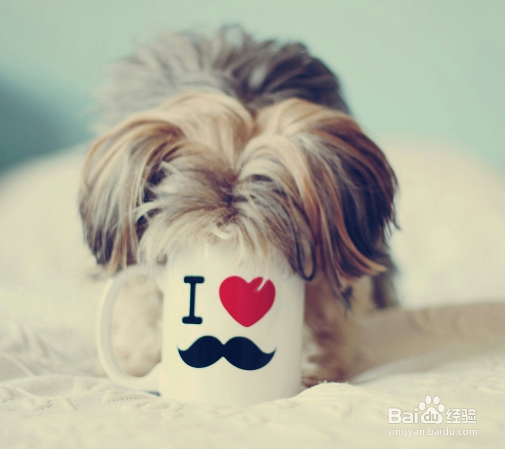 怎样给狗狗护理耳朵