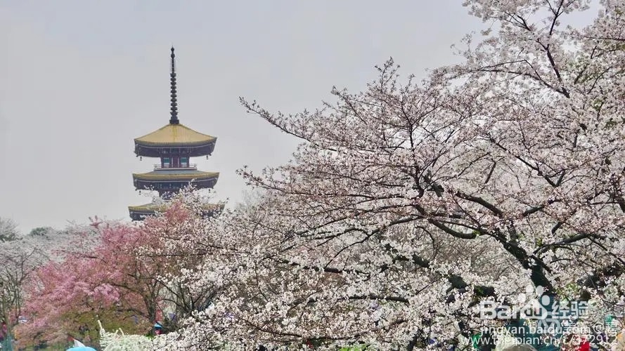 武汉东湖樱花园怎么去