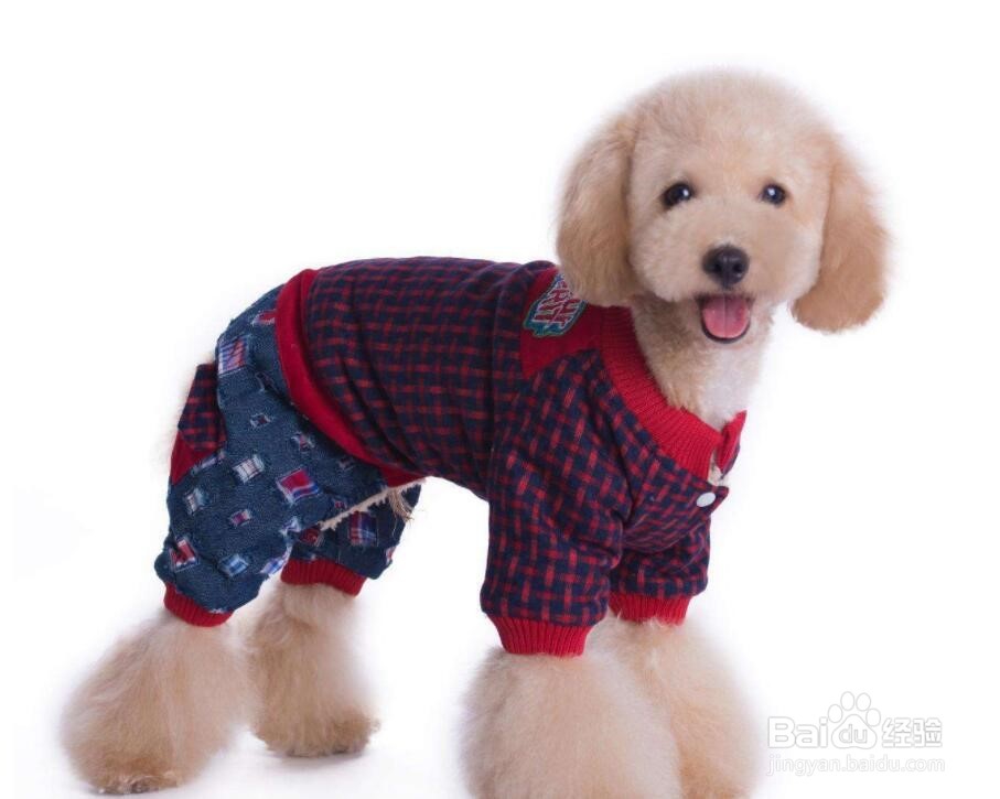 宠物坐飞机需要注意什么？