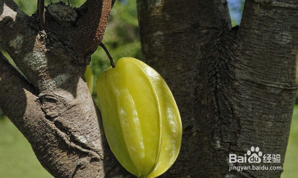 杨桃种子能做盆栽吗