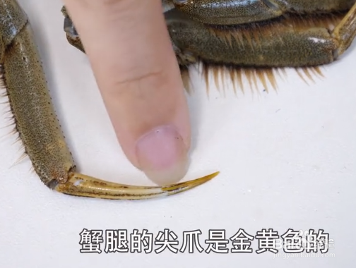 如何挑选大闸蟹才是最新鲜的？