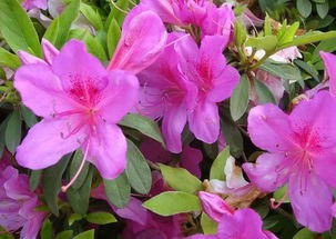 杜鹃的养殖方法和注意事项