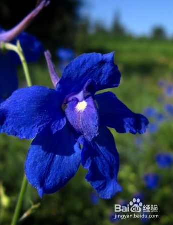 如何养殖草本植物飞燕草？