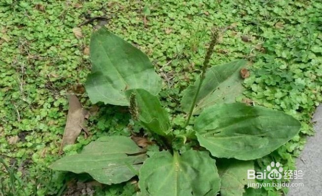 绿豆用来治疗疾病的食疗偏方