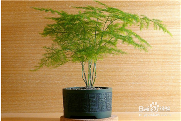 文竹的养殖方法和注意事项有哪些？