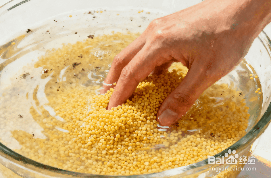 红枣小米粥怎么煮?浓稠养胃,小米不沉底