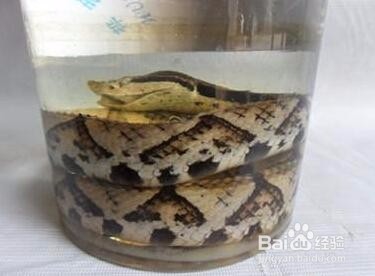 用清理过的蛇泡酒,酒质更安全吗?