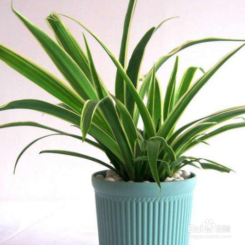 养殖银边吊兰的技巧有哪些？