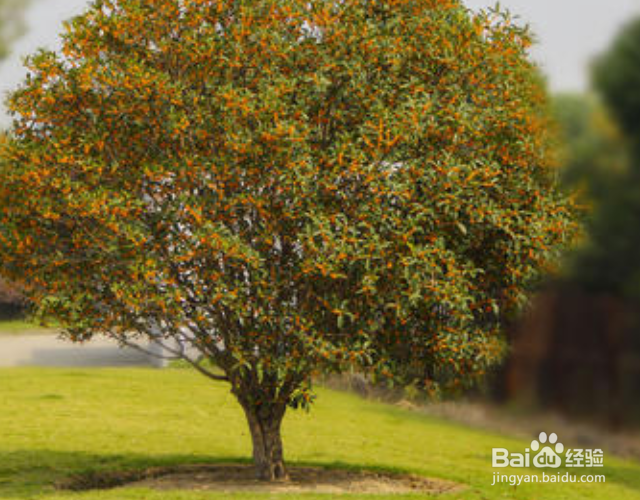 桂花冬天怎么过冬