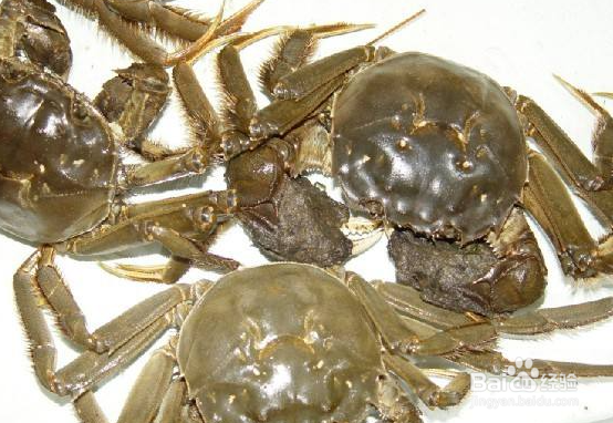 螃蟹收到货怎么保存