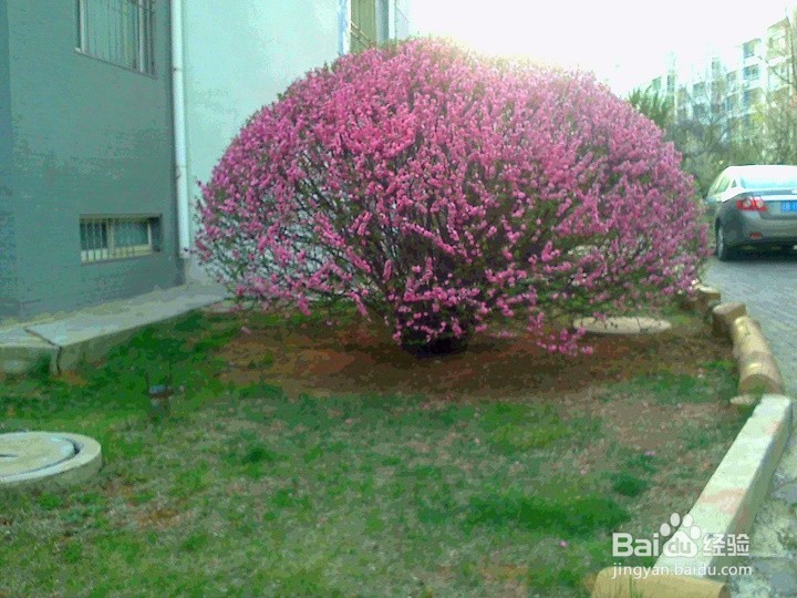 #神器#怎样把盛开的鲜花拍的更美