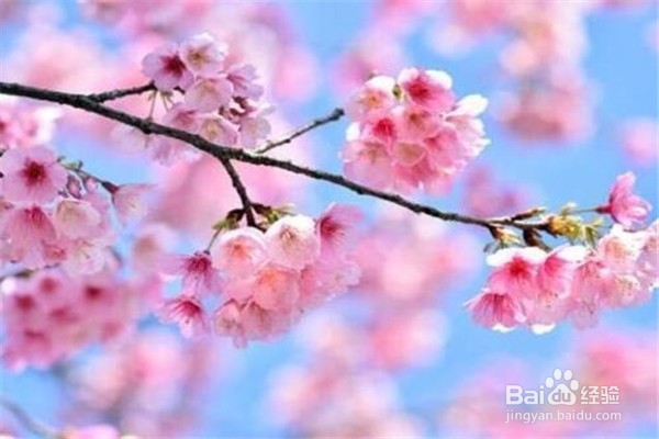 樱花应该怎么养