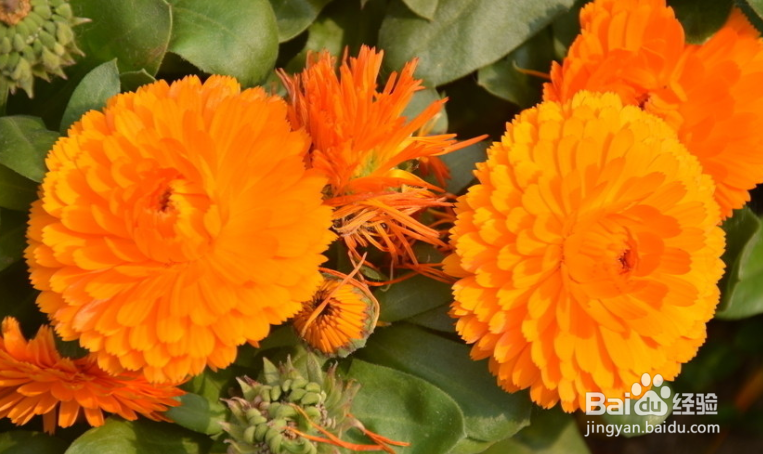 如何栽培和养护金盏菊