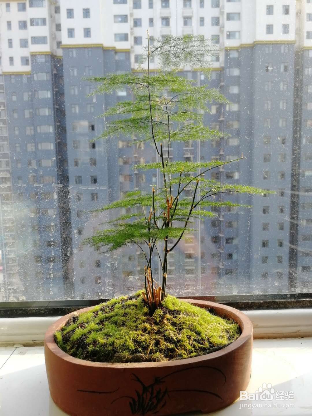 办公室里，办公桌上养什么绿植比较好