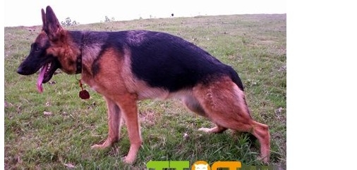 如何训练德国牧羊犬固定地方上厕所