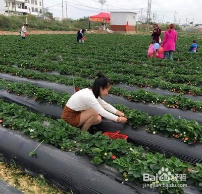 草莓苗白粉病如何防治？