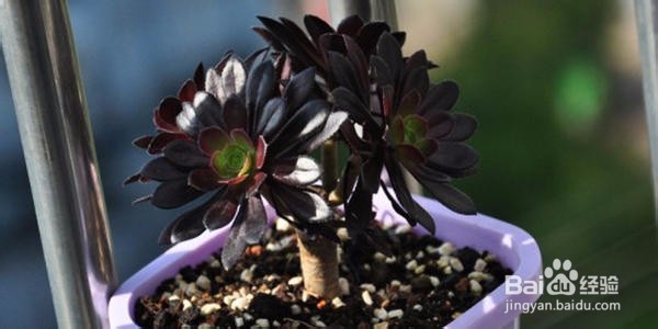 适合新手养的是多肉植物有哪些